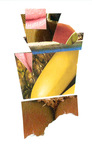 X21 (fruit and lips)